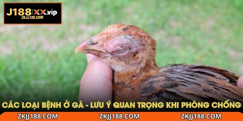 các loại bệnh ở gà