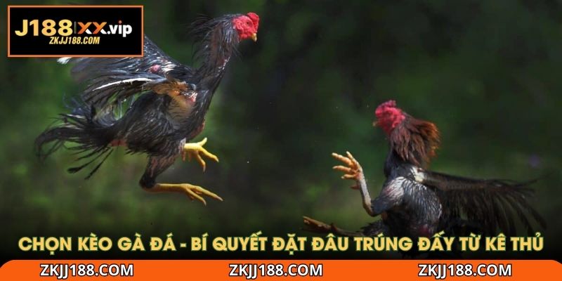 chọn kèo gà đá