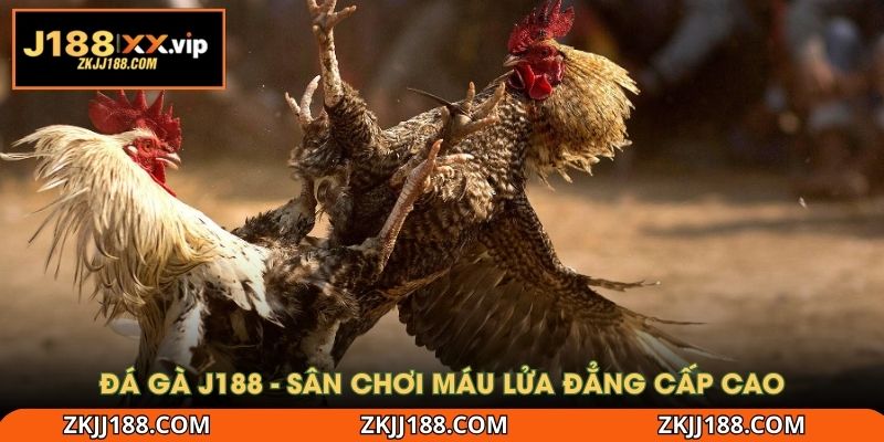 Đá gà J188 - Sân chơi máu lửa đẳng cấp cao