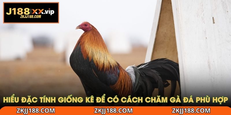 Hiểu đặc tính giống kê để có cách chăm gà đá phù hợp