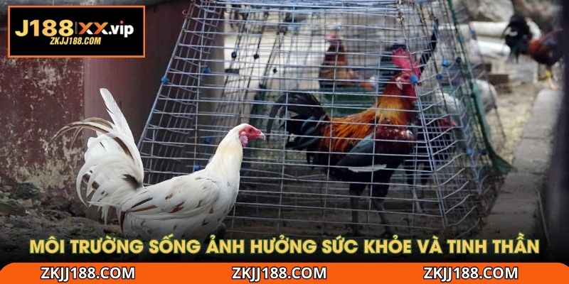 Môi trường sống ảnh hưởng sức khỏe và tinh thần